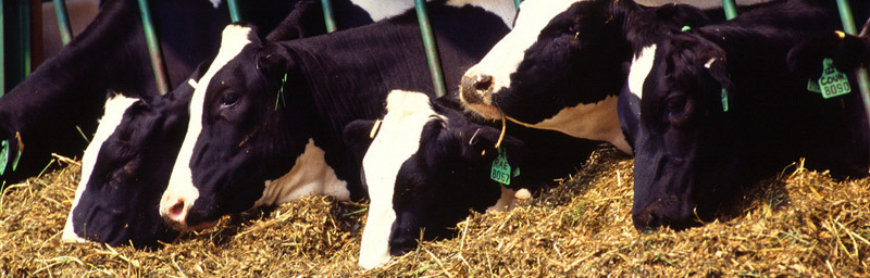 bb电子仪器广泛应用于畜牧业领域